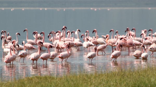 LesserFlamingos_5817_700.jpg
