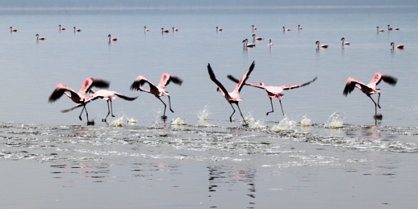 LesserFlamingos_5818_700.jpg