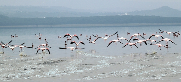 LesserFlamingos_5822_700.jpg