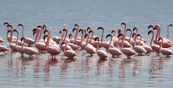 LesserFlamingos_5826_700.jpg