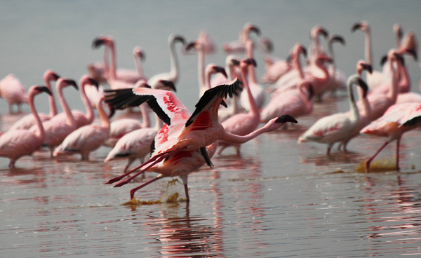 LesserFlamingos_5877.jpg