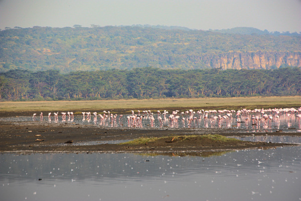 LesserFlamingos_P3_2076.jpg