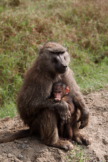 OliveBaboons_2102v.jpg