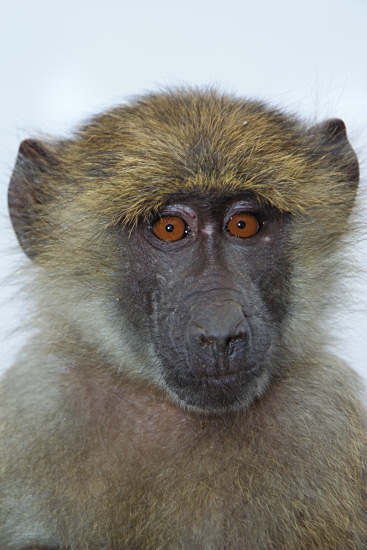 OliveBaboons_2137v.jpg