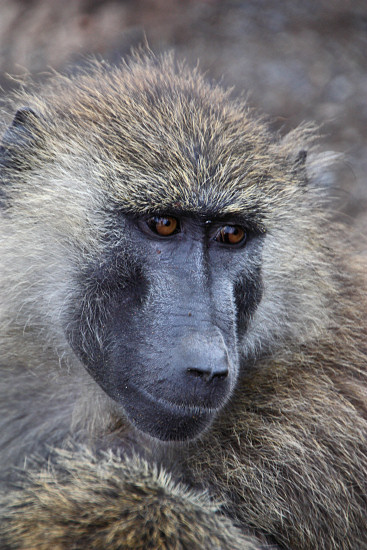 OliveBaboons_2140v.jpg