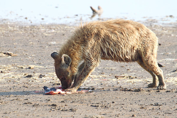 SpottedHyenaEatingFlamingo_5648.jpg