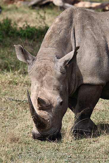 WhiteRhino_5716v.jpg