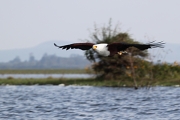 AfricanFishEagle_5908_m_3