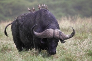 Buffalo_5720