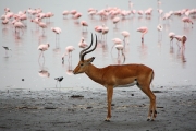 Lake_Impala&Flamingos_2149
