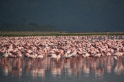 LesserFlamingos_2081