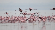 LesserFlamingos_5711_700