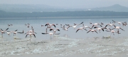 LesserFlamingos_5822_700