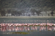 LesserFlamingos_5835