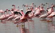 LesserFlamingos_5877