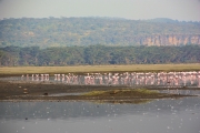 LesserFlamingos_P3_2076