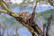 LionsInTree_5757