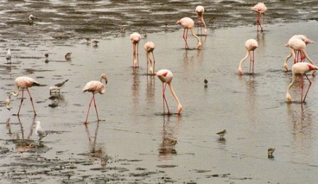 flamingo0030.jpg