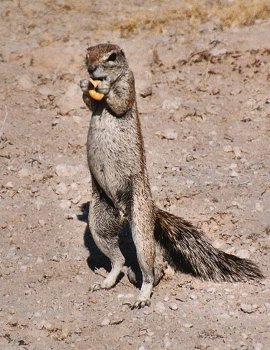 groundsquirrel0088.jpg