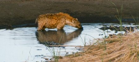 hyena0040.jpg