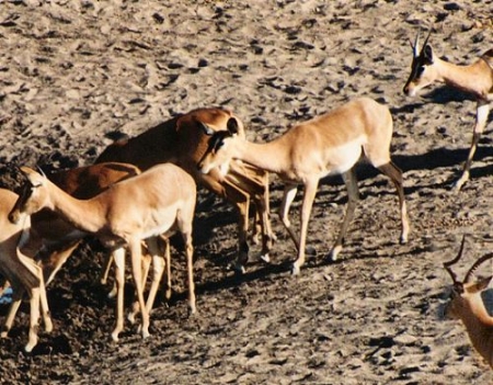 impala0017.jpg