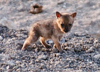 jackal_pup0035.jpg