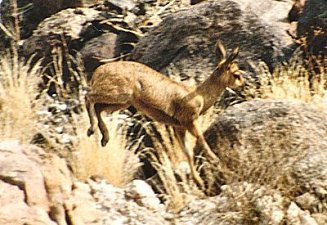 klipspringer0092.jpg