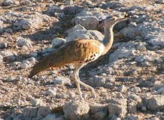 koribustard0022.jpg