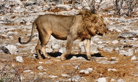 lion0037.jpg