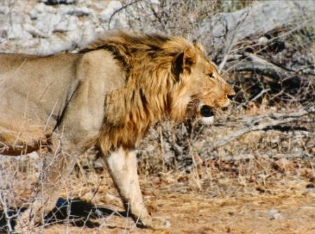 lion0039.jpg