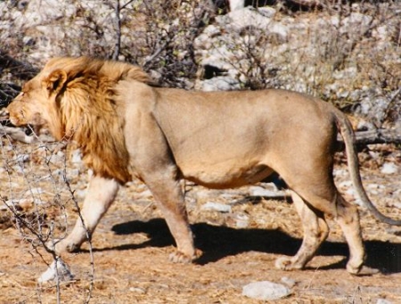 lion0044.jpg