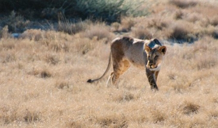 lions0092.jpg