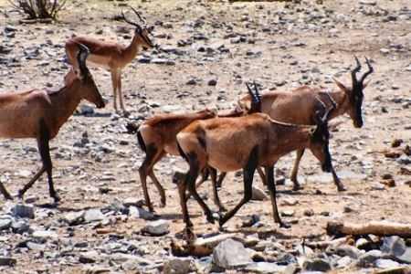 redhartebeest0058.jpg