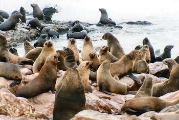 seals0025.jpg