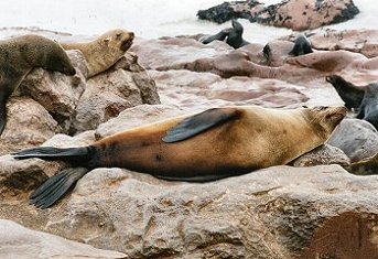 seals0026.jpg