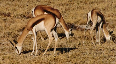 springbok0070.jpg