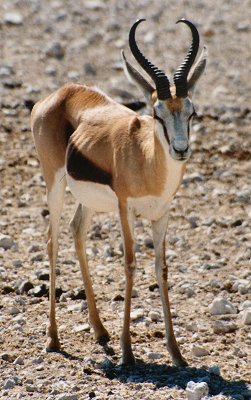 springbok0076.jpg