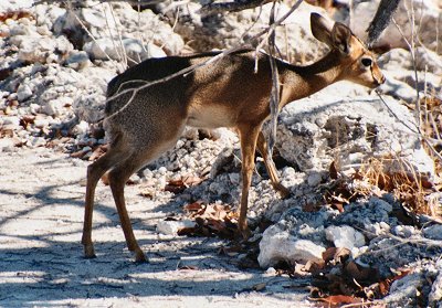 steenbok0030.jpg
