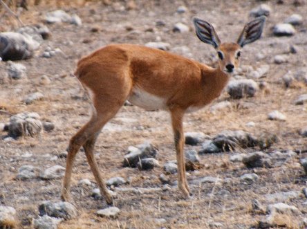 steenbok0061.jpg