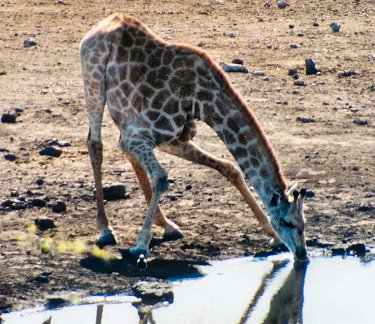waterhole10020.jpg