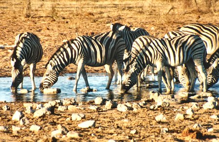 waterhole30029.jpg