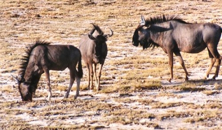 wildebeest0059.jpg
