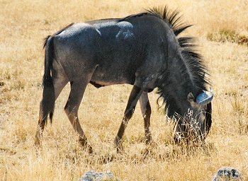 wildebeeste0046.jpg