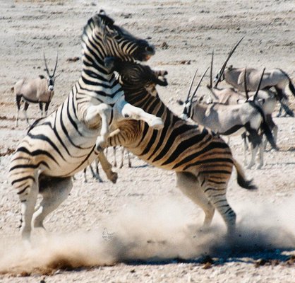zebrafighting0083.jpg