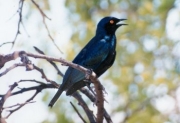 SharpTailedGlossyStarling
