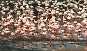 flamingo0036