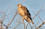 goshawk0066