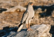 goshawk0087