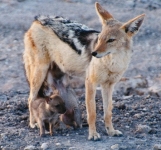 jackal_pups0043