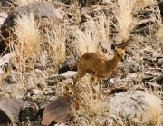 klipspringer0090